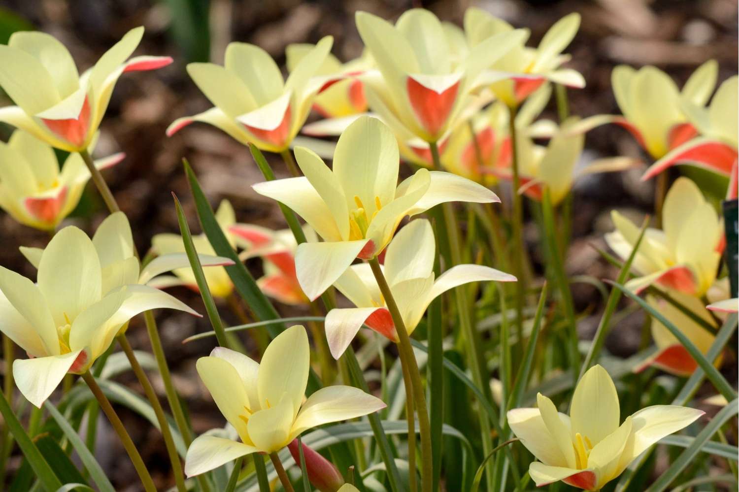 Tulpe 'Clusiana Tinka'